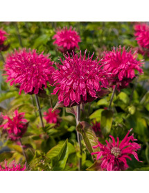 Monarda Bubblegum Blast (sugar buzz series) (1.5lt)