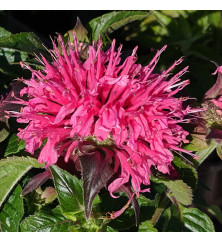 Monarda Bubblegum Blast (sugar buzz series) (1.5lt)