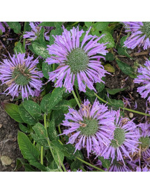 Monarda citriodora  (0.8lt)