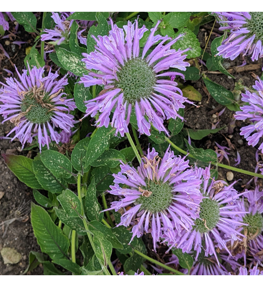 Monarda citriodora  (0.8lt)