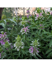 Monarda citriodora  (0.8lt)