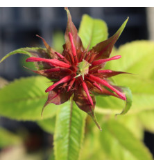 Monarda Squaw (1.5lt)