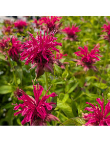 Monarda Squaw (1.5lt)