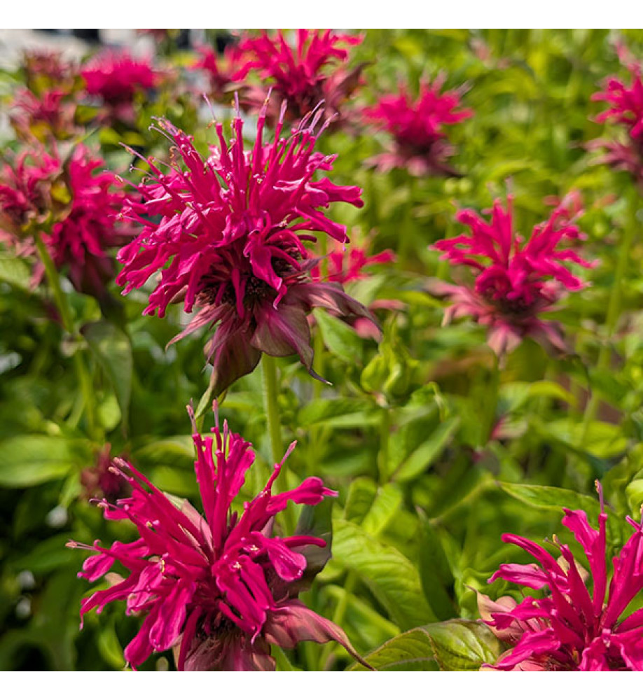 Monarda Squaw (3lt)