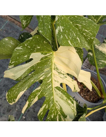 Monstera deliciosa Thai Constellation (5lt)