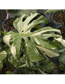 Monstera deliciosa Thai Constellation (5lt)