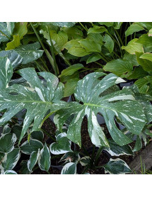 Monstera deliciosa Thai Constellation (5lt)