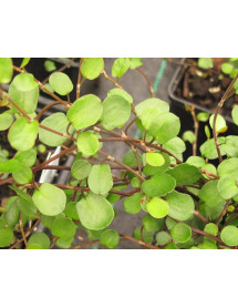 Muehlenbeckia complexa (3lt)