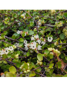 Muehlenbeckia complexa (3lt)