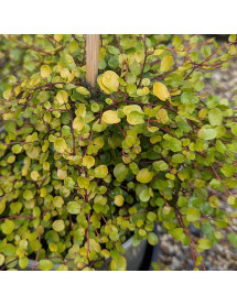 Muehlenbeckia complexa Golden Girl (3lt)