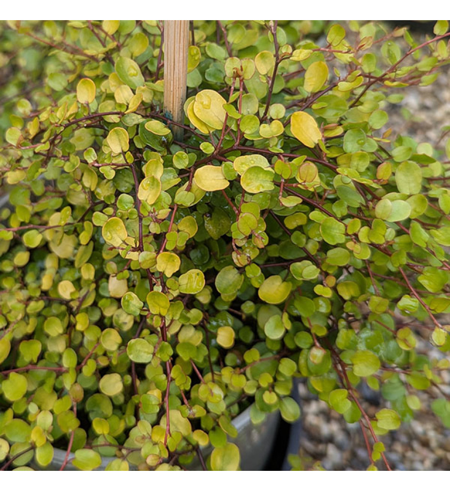 Muehlenbeckia complexa Golden Girl (3lt)