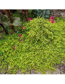 Muehlenbeckia complexa Golden Girl (12lt)