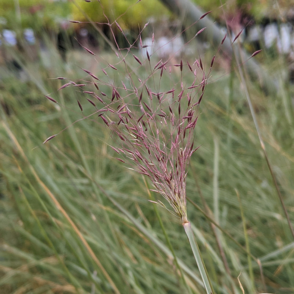 Muhlenbergia capillaris (1.5lt)