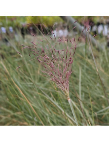 Muhlenbergia capillaris (1.5lt)