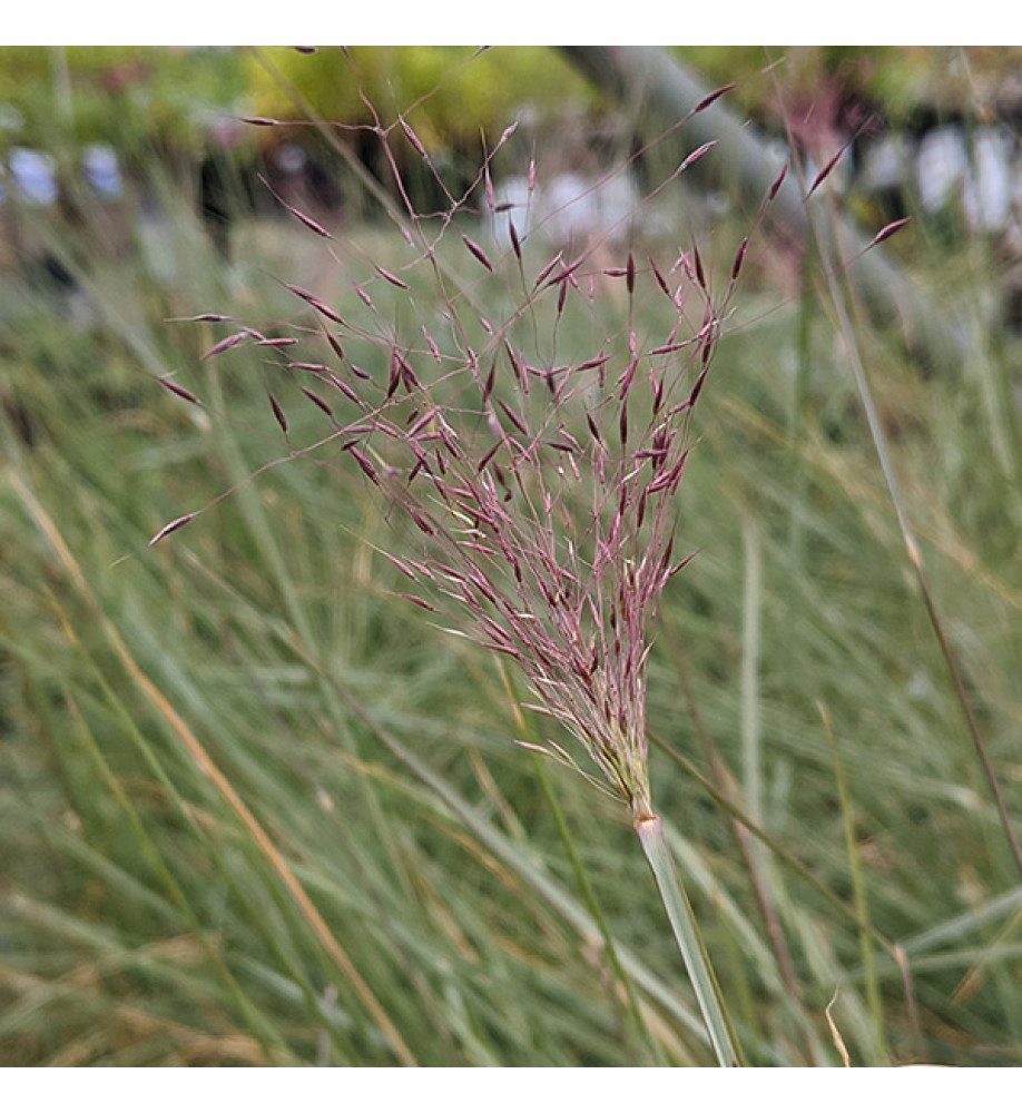 Muhlenbergia capillaris (1.5lt)