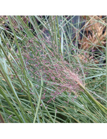 Muhlenbergia capillaris (1.5lt)