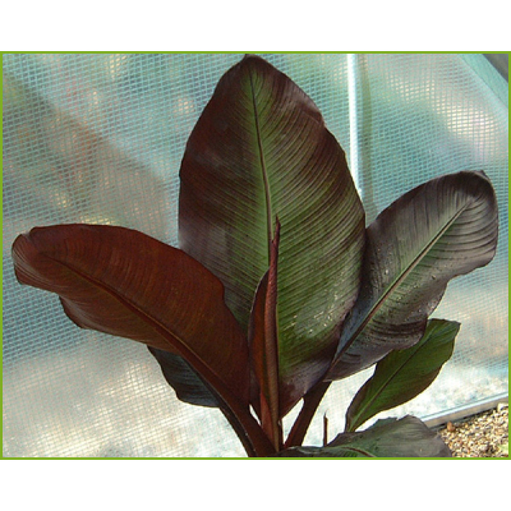 Ensete ventricosum Maurelii (2lt)