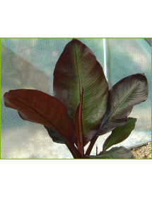 Ensete ventricosum Maurelii (2lt)