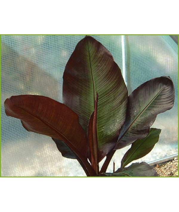 Ensete ventricosum Maurelii (5lt)