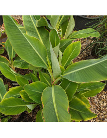 Musa lasiocarpa (20lt)