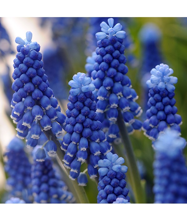 Muscari armeniacum Dark Eyes (1lt) Muscari armeniacum Dark Eyes (1lt)