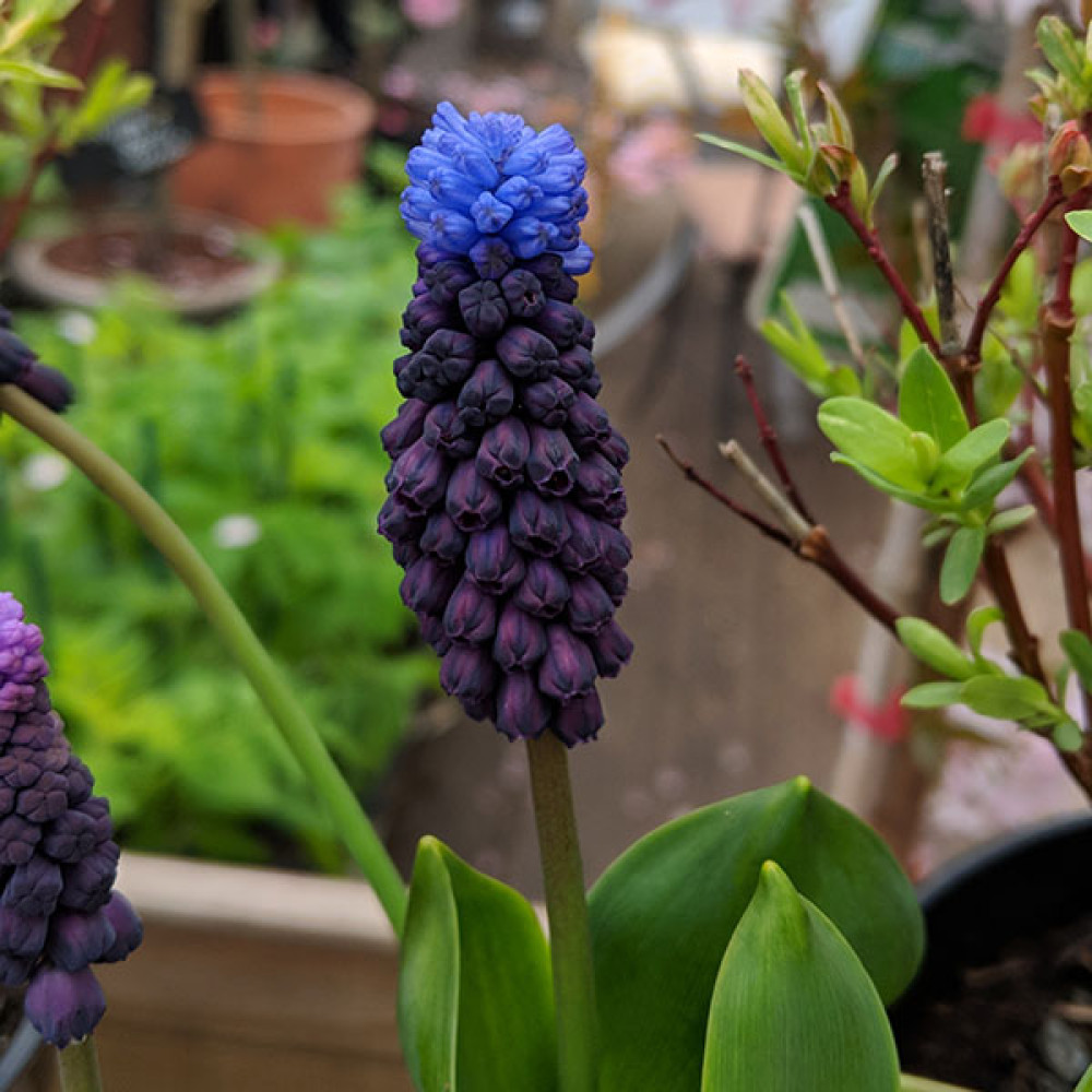 Muscari latifolium (1lt)