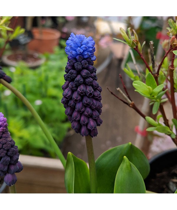 Muscari latifolium (1x bulb)