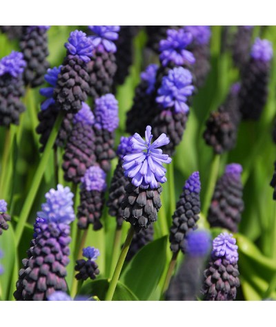 Muscari latifolium (1x bulb)