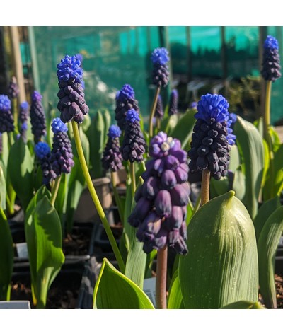 Muscari latifolium (1x bulb)