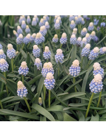 Muscari Mountain Lady (1lt)