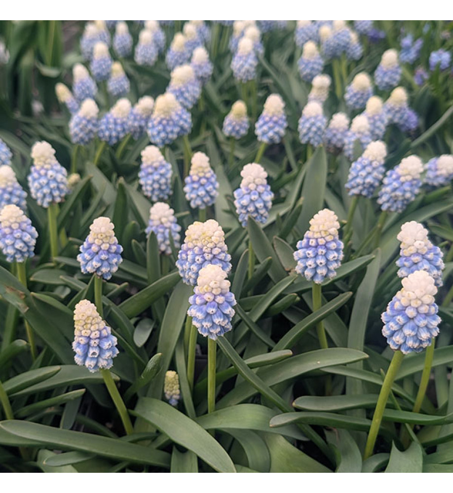 Muscari Mountain Lady (1lt)