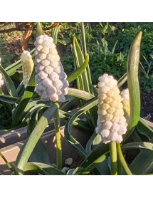 Muscari armeniacum Siberian Tiger (1 x bulb)