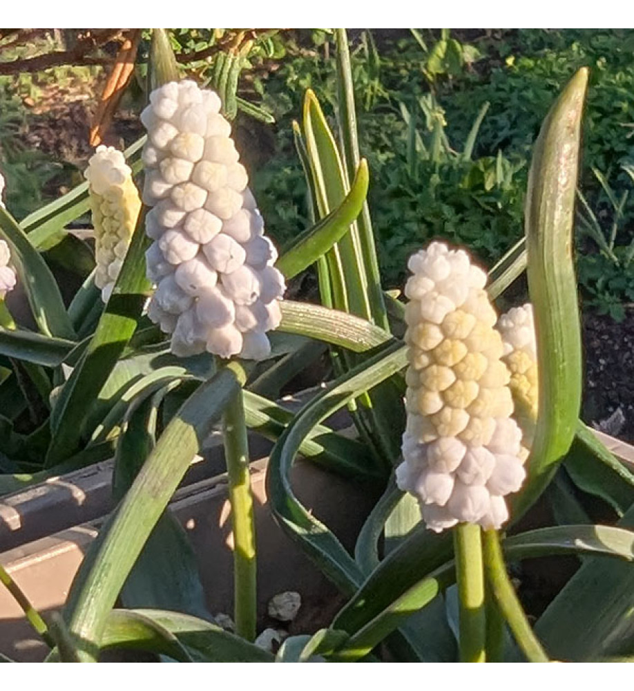 Muscari armeniacum Siberian Tiger (1 x bulb)
