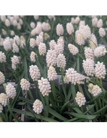 Muscari armeniacum Siberian Tiger (1lt)