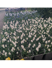 Muscari armeniacum Siberian Tiger (1lt)