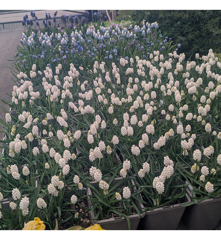 Muscari armeniacum Siberian Tiger (1lt)