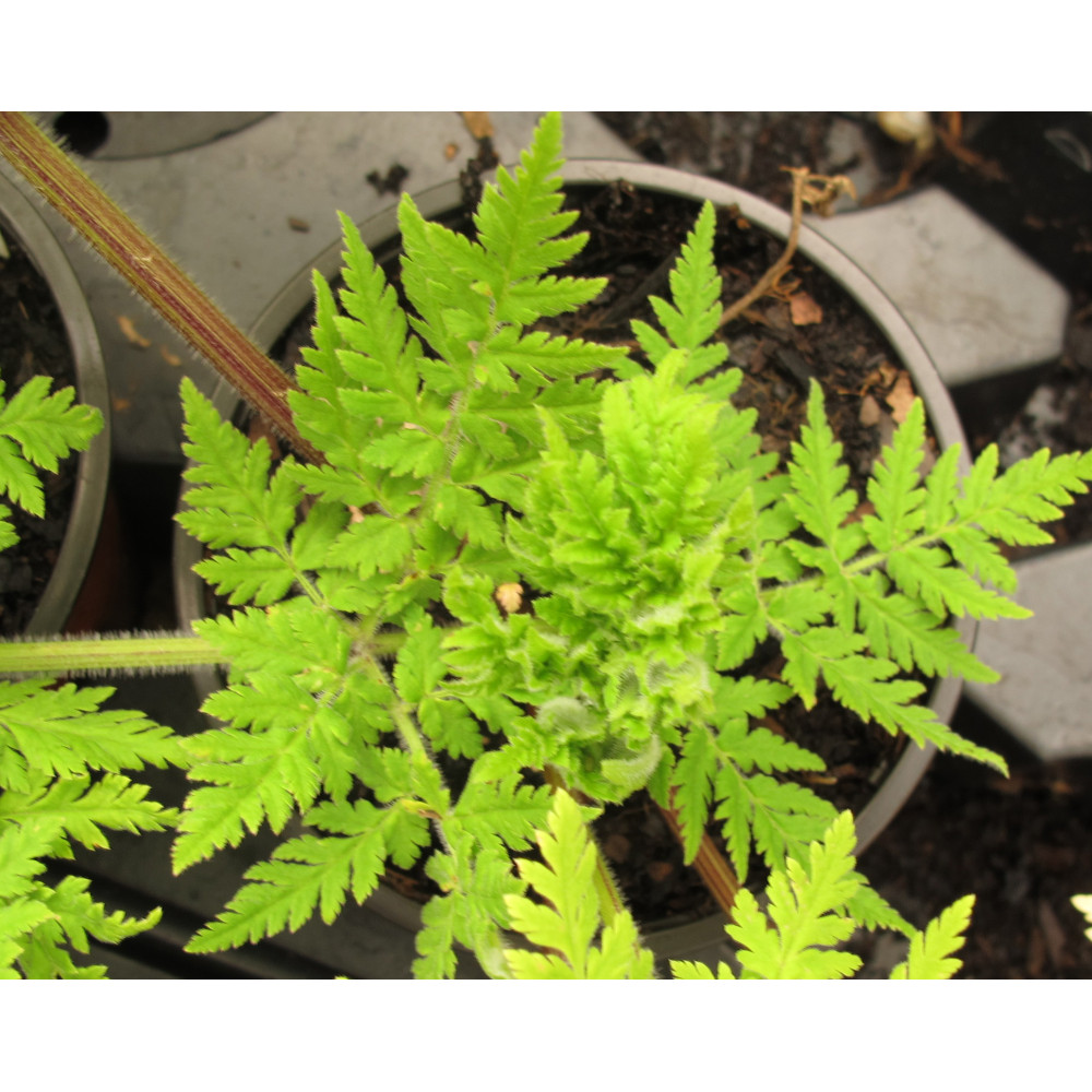 Myrrhis odorata (1.5lt) Myrrhis odorata (1.5lt)