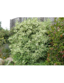 Myrtus communis (3lt)