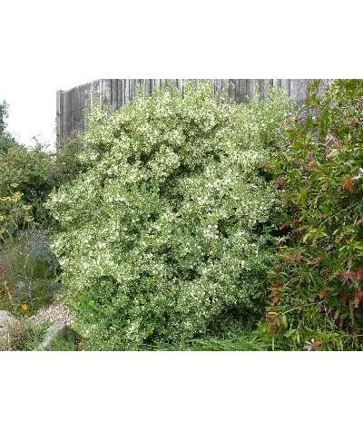 Myrtus communis (3lt)