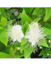 Myrtus communis (3lt)