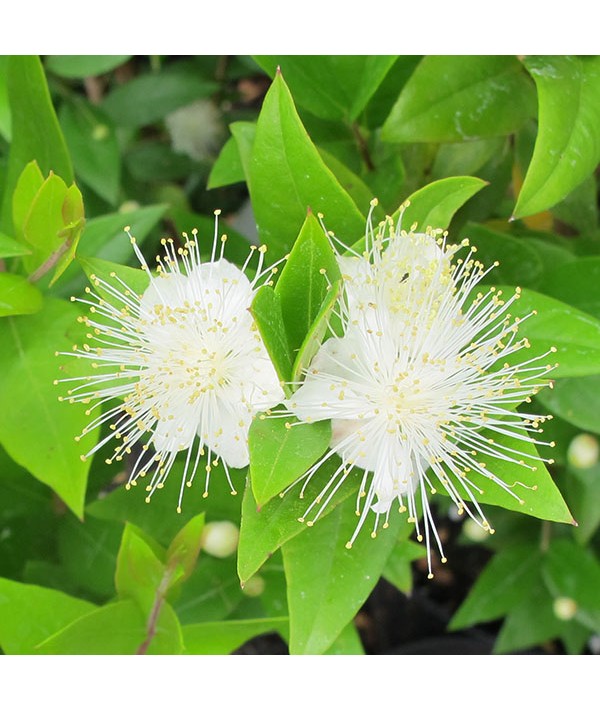 Myrtus communis (3lt)