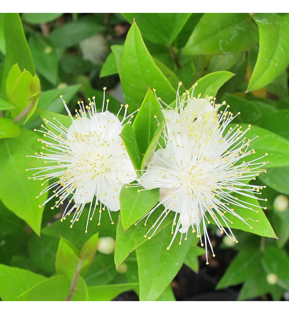 Myrtus communis (3lt)