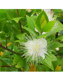 Myrtus communis (3lt) Myrtus communis (3lt)