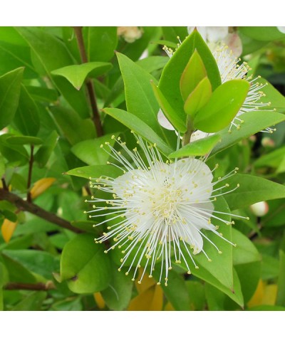 Myrtus communis (3lt)