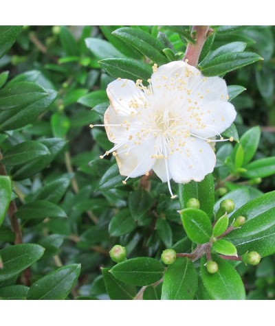 Myrtus communis Tarentina (3lt)