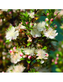 Myrtus communis Tarentina (1lt) Myrtus communis Tarentina (1lt)
