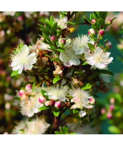 Myrtus communis Tarentina (3lt)