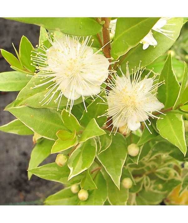 Myrtus communis Variegata (3lt)