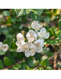 Myrtus paraguayensis (3lt) Myrtus paraguayensis (3lt)