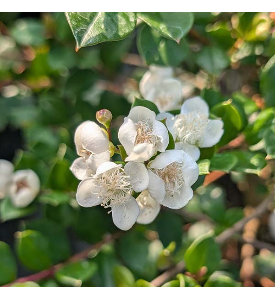 Myrtus paraguayensis (3lt)